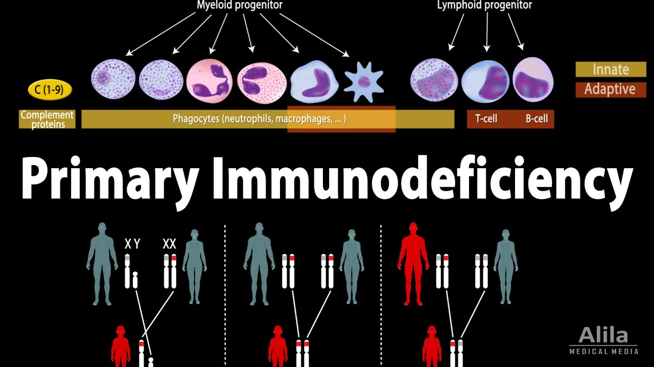 How Is B-Cell Deficiency Treated?