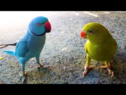 Funny Bird Videos 2019 2025