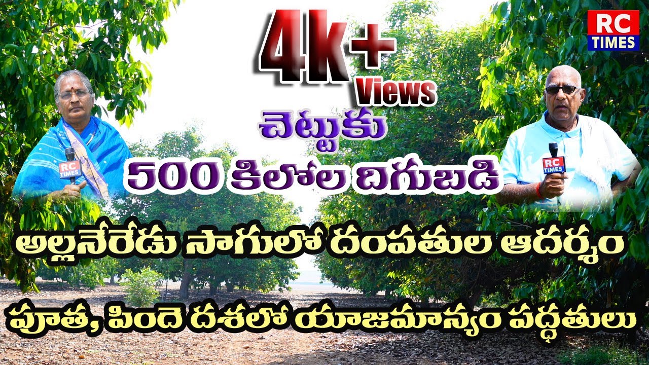 అల్లనేరేడు సాగులో ఆదర్శ దంపతులు౹౹ అనంత అల్లనేరేడు దిగుబడులకు డిమాండ్౹౹#rctimes#agri#neredu#youtube