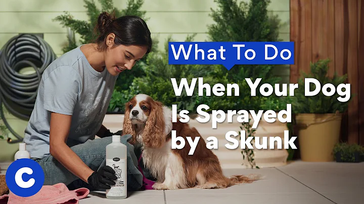 What To Do When Your Dog Is Sprayed by a Skunk | Chewtorials