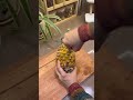 Easy pineapple 🍍 cutting hack 😍✨💁‍♀️✨#hacks #kitchenhacks #viral #viralhacks #shorts #new