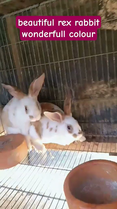 rex rabbit #music #remix #dj #hiphop #mybunny #rabbit #pets