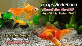 5 Tips Sederhana Merawat Ikan Mas Koki Agar tidak Mudah Mati