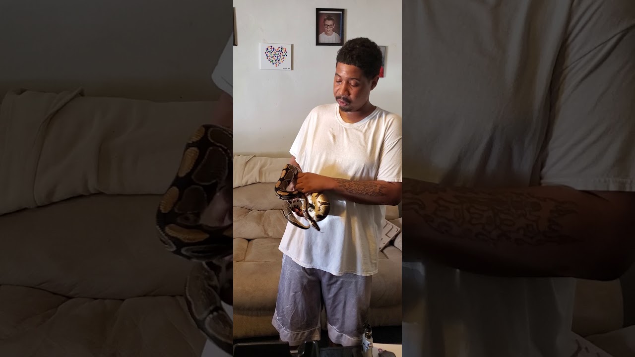 Snake weight check for breeding