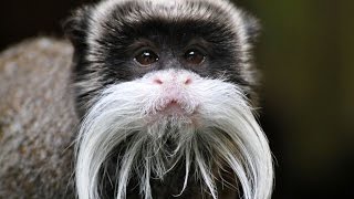 10 УНИКАЛЬНЫХ ЖИВОТНЫХ, В СУЩЕСТВОВАНИЕ КОТОРЫХ СЛОЖНО ПОВЕРИТЬ 10 УНИКАЛЬНЫХ ЖИВОТНЫХ, В СУЩЕСТВОВАНИЕ КОТОРЫХ СЛОЖНО ПОВЕРИТЬ