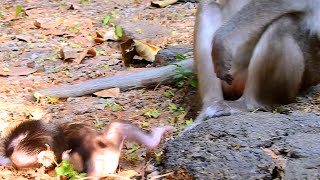 Most Admirable! This Is Good Action Of Mom Anna Educates Nice Lesson While BB Amina Falling.....!