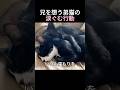 兄を想う弟猫の涙ぐむ行動