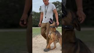 A little heeling with Vlad #dogtraining #dog #dogobedience #dogtrainingismypassion #malinois