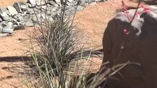 Red Yucca in the Landscape