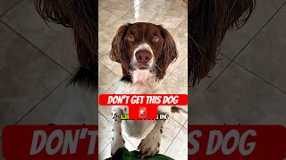 Owning A Springer Spaniel Is Like Living With A Hairy Hurricane