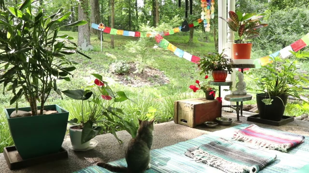 Live Midwest Summer Nature Sounds + Cats (Occasionally) - Chill Ambient Music