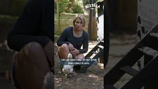 Why Dust Baths Are Important for Your Chickens
All you need to know about your chickens dust baths!
Thank you for watching this video and remember to Subscribe.
Comment any questions below.
Purchase your very own red mite resistant, recycled plastic, low maintenance chicken coop below.
Nestera UK: https://nestera.co.uk/pages/the-nestera-coop-range
Nestera US: https://nestera.us/pages/the-nestera-coop-range
Nestera FR: https://nestera.fr/pages/discover-the-nestera-coop
Nestera DE: https://nestera.de/pages/discover-the-nestera-coop
Nestera BE: https://nestera.be/pages/discover-the-nestera-coop
Nestera NL: https://nestera.nl/pages/discover-the-nestera-coop
Nestera ES: https://nestera.es/pages/discover-the-nestera-coop
Nestera IT: https://nestera.it/pages/discover-the-nestera-coop Why Dust Baths Are Important for Your Chickens