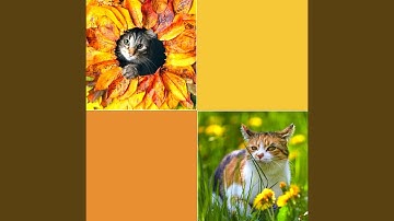 Pulsating Ambience for Scratching Cats