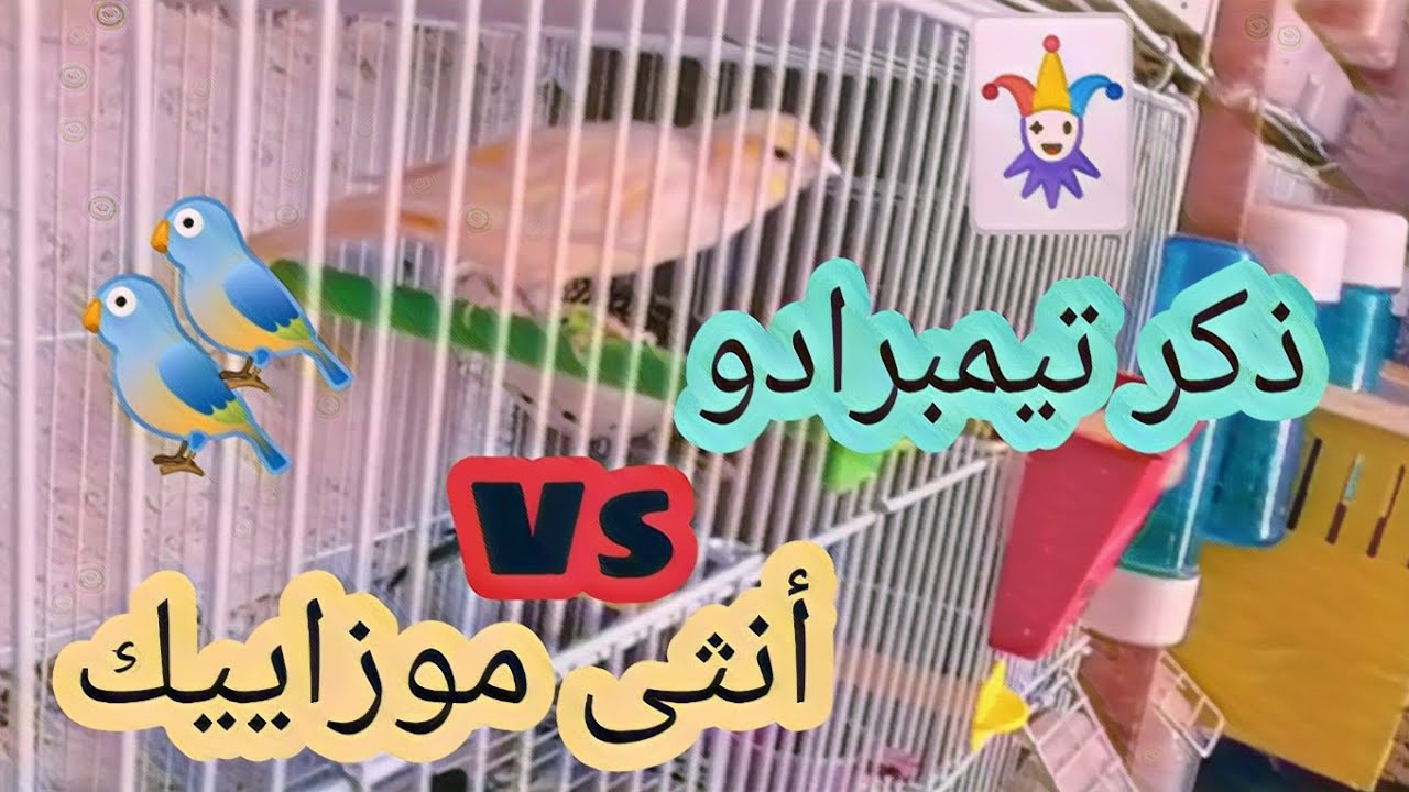 لحظة تزاوج طائر الكناري, ذكر تيمبرادو مع انثى موزاييك