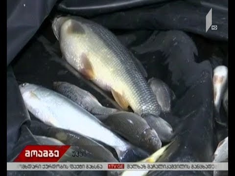 სოფელ ბაკურციხეში უკანონო თევზჭერის ფაქტი გამოვლინდა