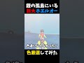 鎧の孤島にいる「でっかいホエルオー」の色違い厳選してみた【ポケモン剣盾】【ワークアウトの海】