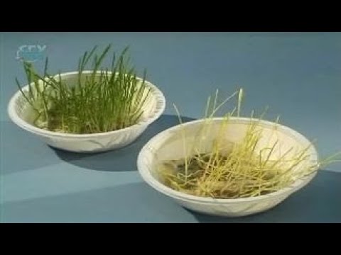 Лист. Образование листьями хлорофилла на свету