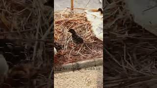 #funny #love #viral #comedy #fun #viralvideo #punjulu #bhimavaram #kodipunjulusales @asramamsudhir