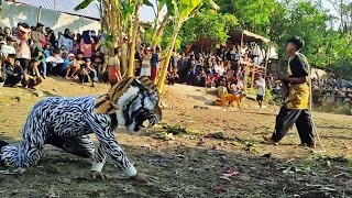 Harimau mencari mangsa bantengan laskar gunung jati live kleco
