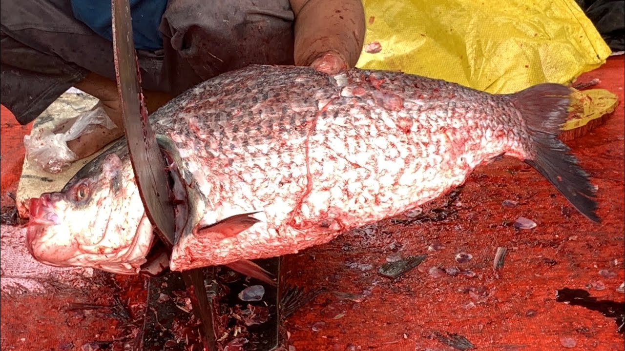 I never seen ll amazing big katla fish cutting live skills by expert fish cutter in Fishmarket 