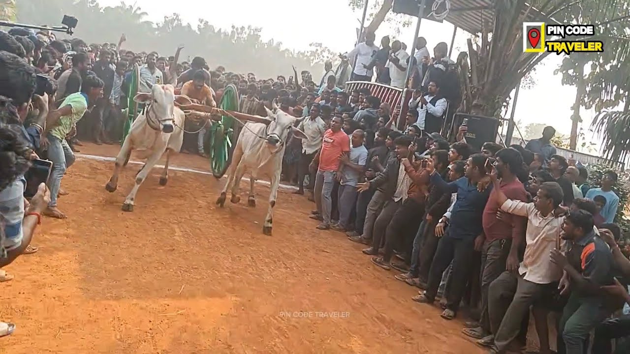 Bulls Race Vadisaleru | Traditional Village Bull Racing | PIN CODE 533294