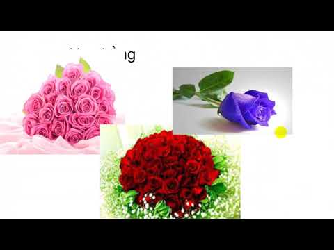 Tin học 9. Tạo Các Hiệu Ứng Động