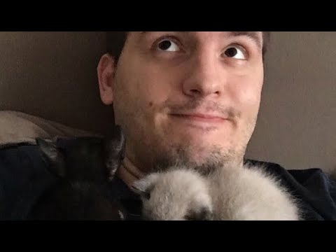 GATINHOS DO POR ONDE VAMOS - DAILY VLOG
