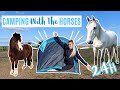 24 HOURS With My Horse Challenge | CAMPING | LilPetChannel