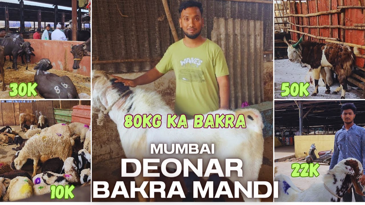 Mumbai Deonar Bakra Mandi 2024 | Asia's Biggest Goat Mandi | Qurbani Ke Bakre | Saad Vlogs
