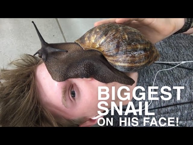 Latest Title & Thumbnail