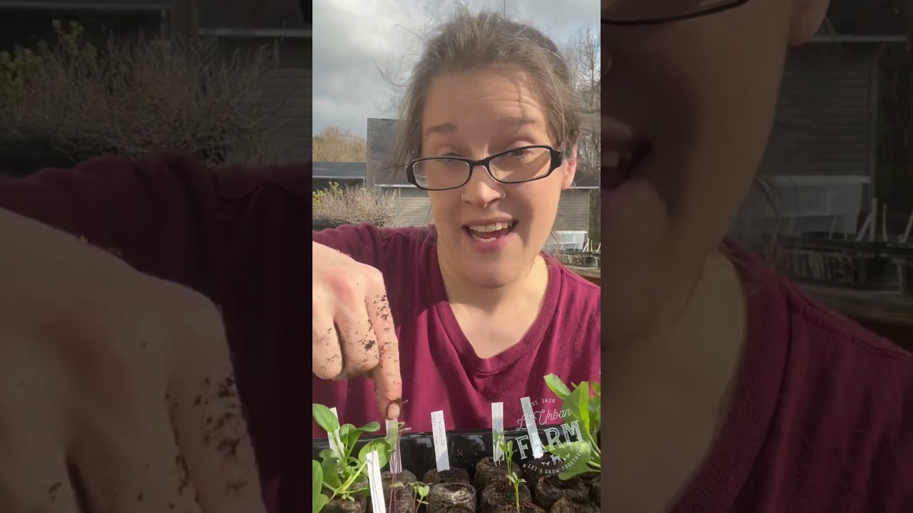 Seed Starting Garden Tip: Bottom Water Your Seedlings to Prevent Overwatering Issues