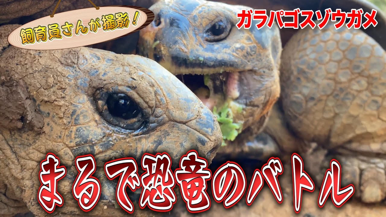 おやつをめぐり、ガラパゴスゾウガメ（推定140歳）とアルダブラ