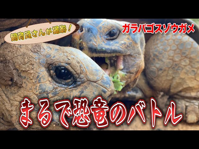 おやつをめぐり、ガラパゴスゾウガメ（推定140歳）とアルダブラ