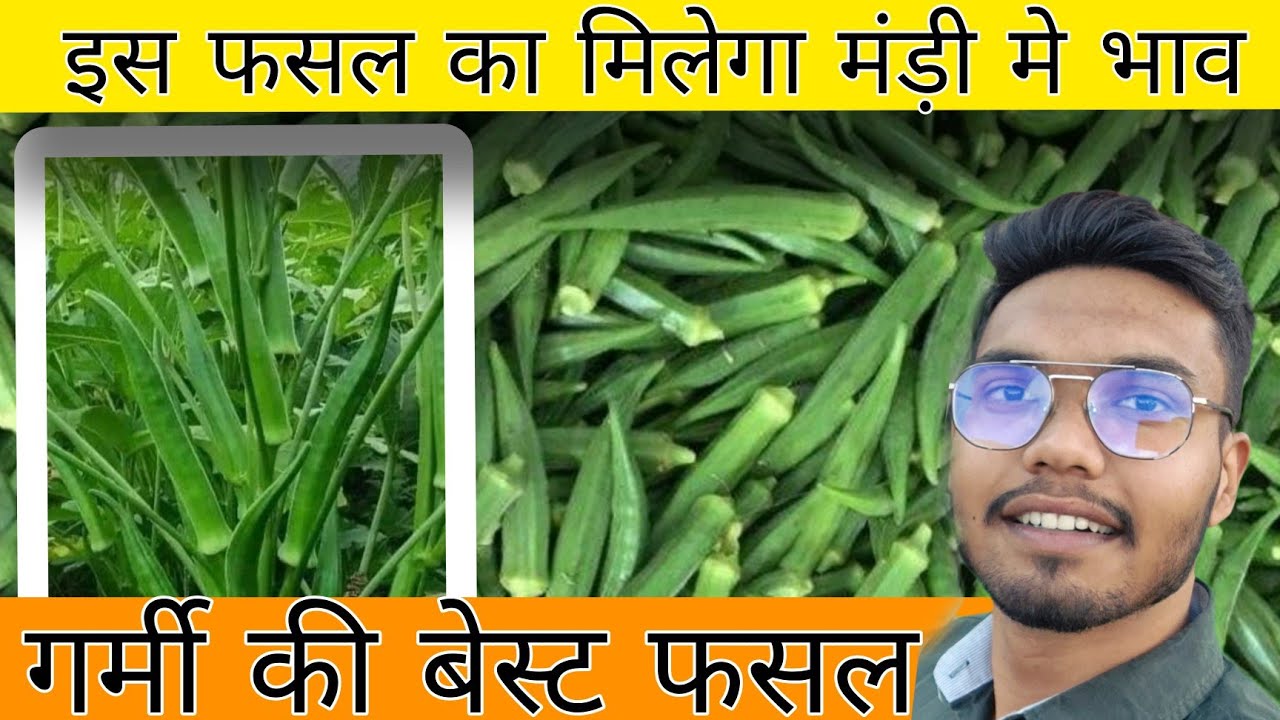 इस फसल का मिलेगा मड़ी मे भाव | गर्मी की बेस्ट फसल - भींड़ी की खेती | Krishi Vibe 