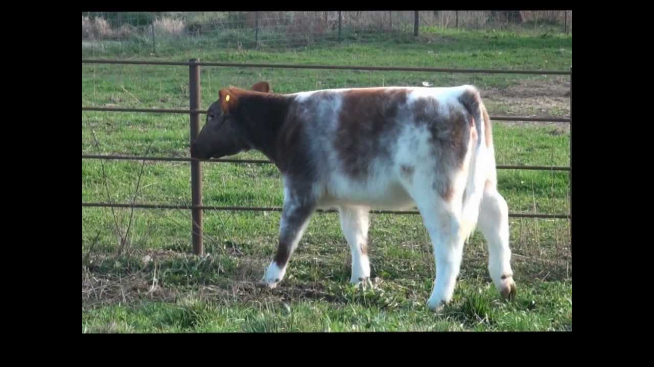 Ace Diamond x Sin City 30