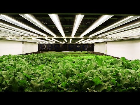 Cities of the Future May Eat Plants Grown in the Air