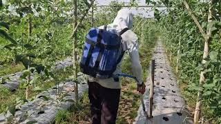 THE SECRET TRICK TO BOOST CHILI PLANT GROWTH USING LIQUID FERTILIZER!-agriculture farming Update