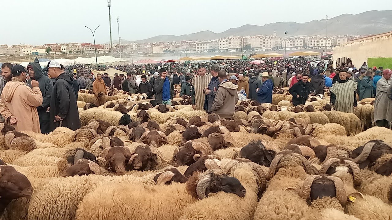 الله على سوق الثلاثاء أزرو 28/5/2024 مع أثمنة الحولي البرݣي لعيد الأضحى وضروبات خروفة البكري فرجة مم