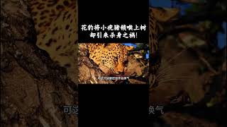 花豹将小疣猪锁喉上树，却引来杀身之祸！ #趣聞 #大陸 #动物科普