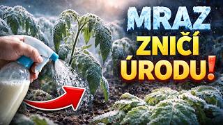 🚨Mrazy zničia VŠETKO! Zachráňte sad a priesady týmto obyčajným kuchynským receptom 🥶