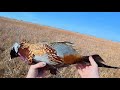How to clean up Pheasant (ft tips for fall feather use)