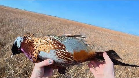 How to clean up Pheasant (ft tips for fall feather use)