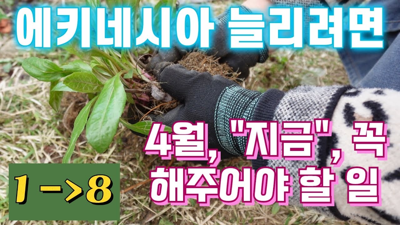 에키네시아 하나를 여덟 개로 늘리기, 에키네시아키우기, 4월정원에 지금 꼭 해주어야 할 일, 4월정원관리