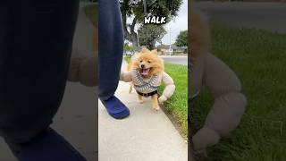 Dog loves grass #funnydog #cutedog #pomeranian #dogwalk #dog