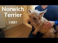 Norwich Terrier の動画、YouTube動画。