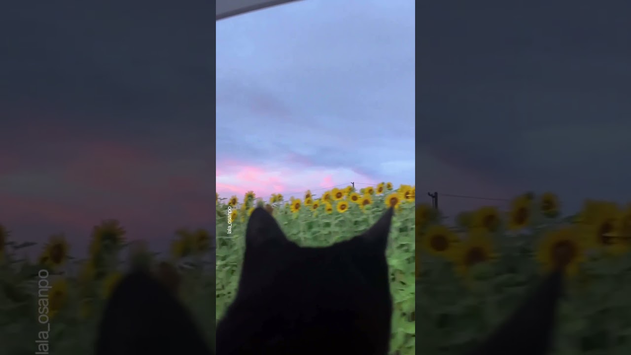 Rumo ao caminho dos girassóis 🌻🐾✨