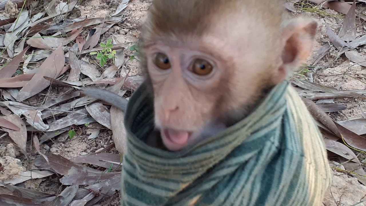 Monkey Apollo & Drew Visit The Lake in evening - YouTube