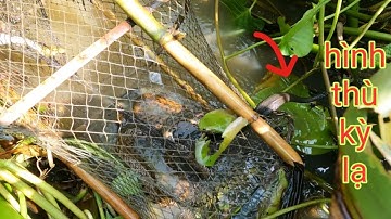 Thăm Cử Lờ Dính Rắn Liên Tục /Định Nguyễn Hậu Giang