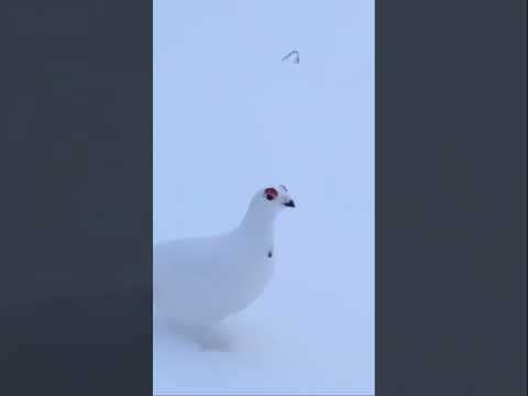 Rock Ptarmigan sounds a little like a #StarWars imperial surveillance probe. #bird #sound #droid 🐦