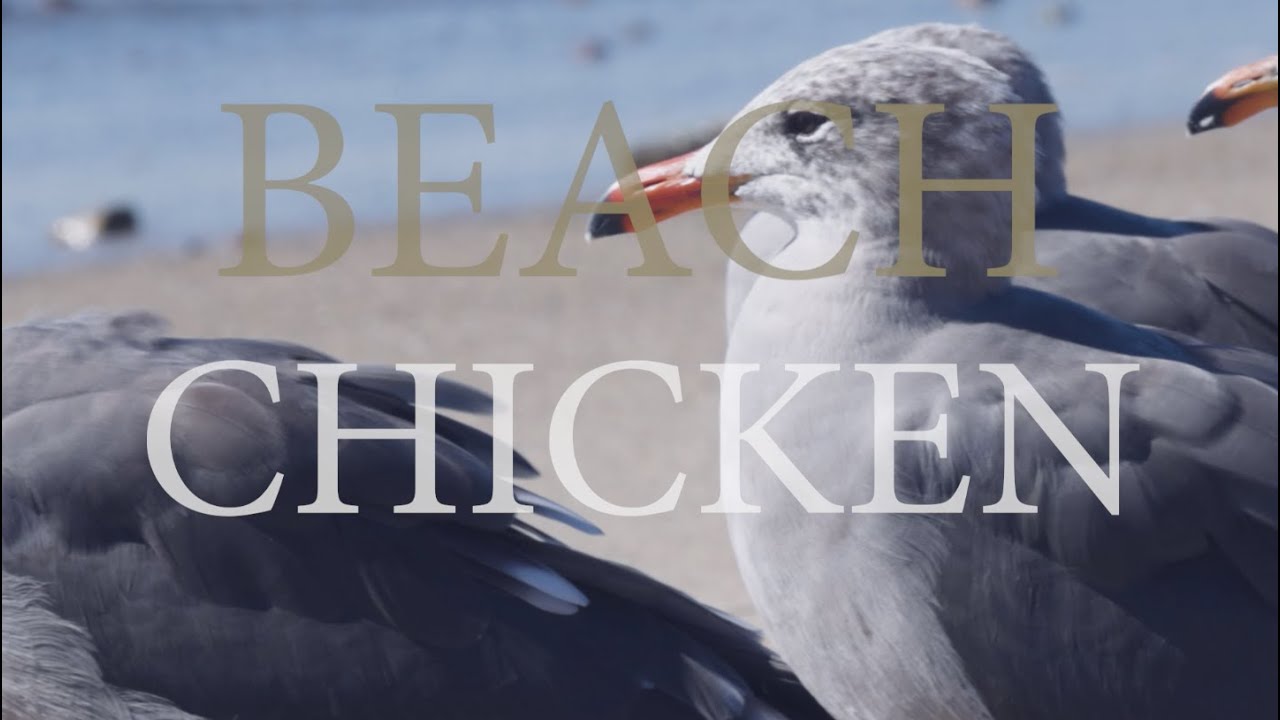 BEACH CHICKEN | Nathan Adams